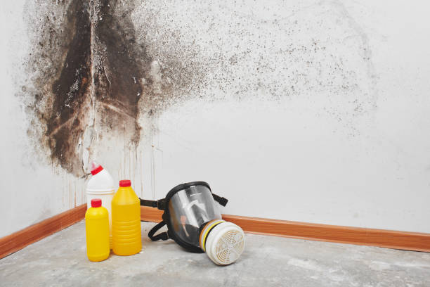 Best Fast Mold Removal  in Sycamore, IL