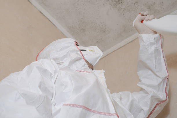 Best Attic Mold Removal  in Sycamore, IL