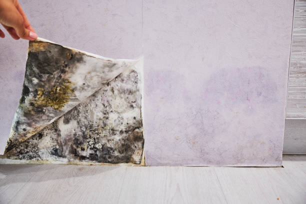 Best Residential Mold Removal  in Sycamore, IL